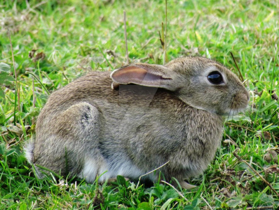 Young Rabbit by Nahajola112 on DeviantArt