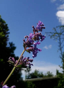 Catmint