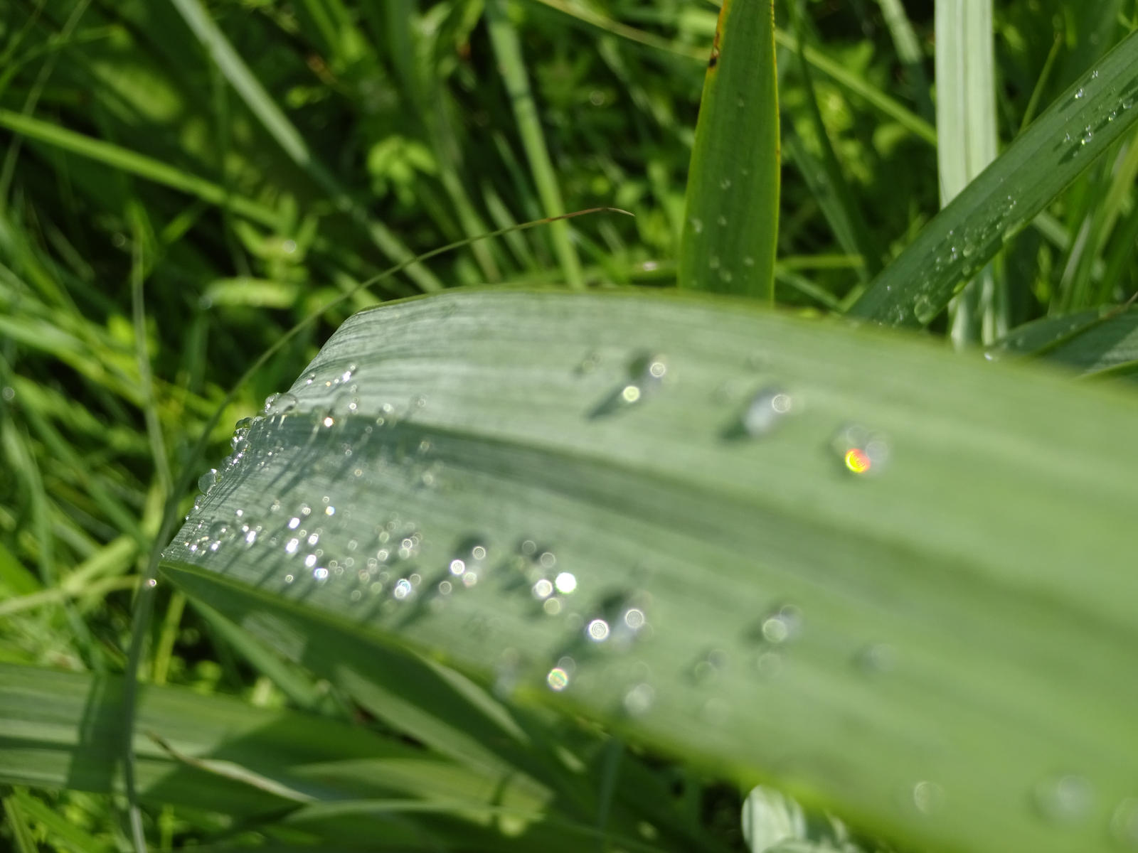Grass Blade with water drops