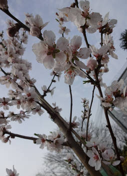 Almond tree blooming in early spring