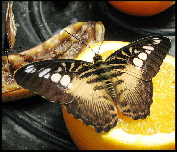 Die Skoenlapper by No-Poetic-Device13 on DeviantArt