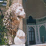 Lion_3