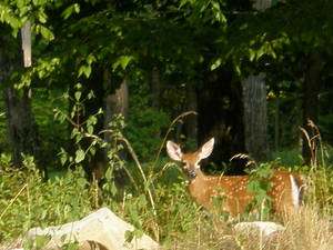 fawn