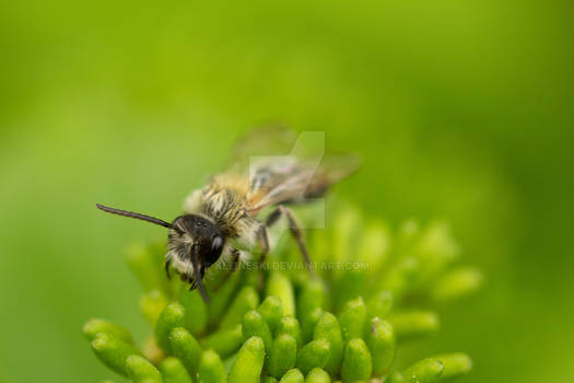 Bee