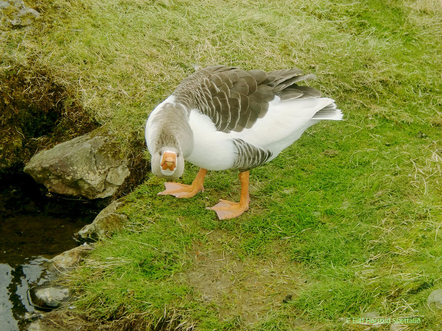 Faroese goose