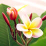 Red Plumeria