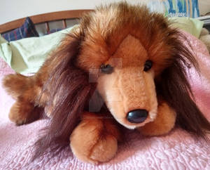 DCT Longhair Dachshund