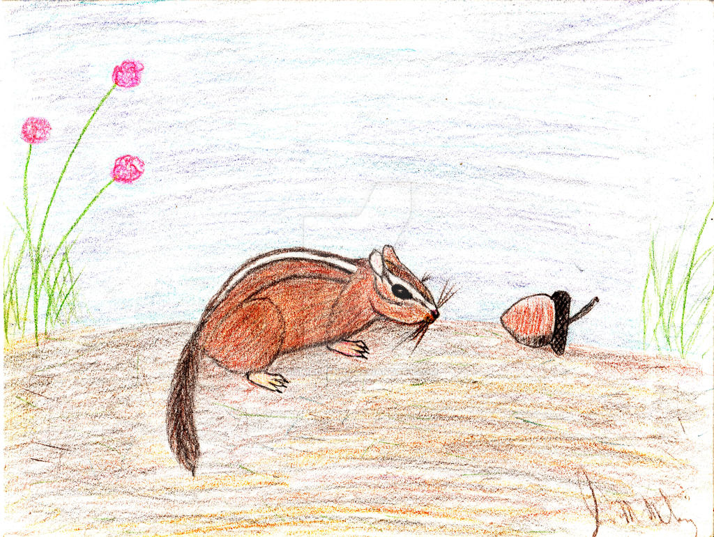 Chipmonk Rabbit Chipmonk by jimmcclenny on DeviantArt