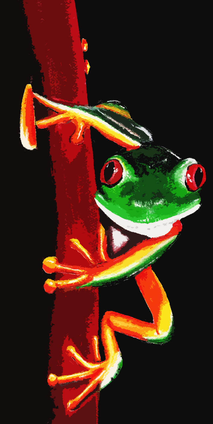 Red Eyed Tree Frog