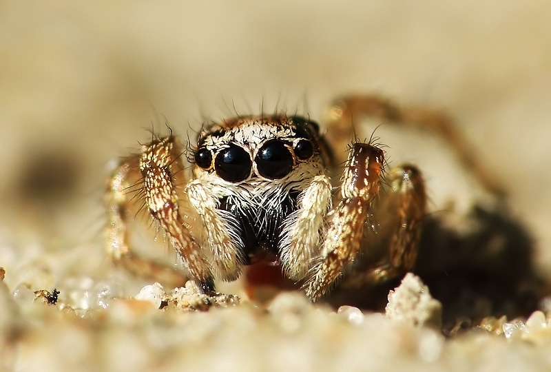 Jumping Spider