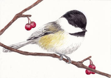 Baby Chickadee