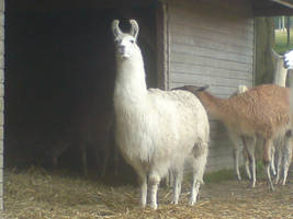 Llama