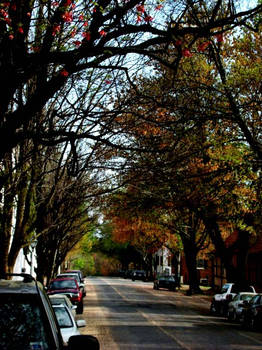 Tree Tunnel