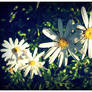 Daisies