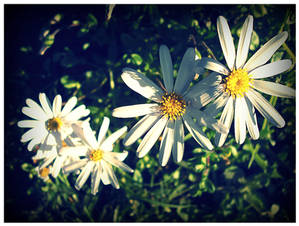 Daisies