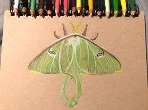 Lunar moth 