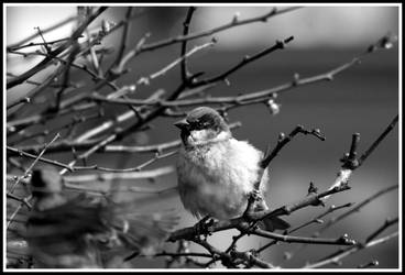 sparrow