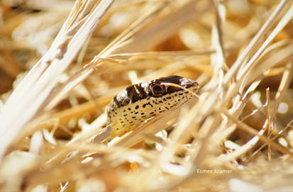 Sand Snake