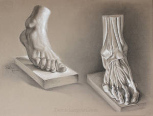 Anatomy study - The foot