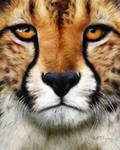 Cheetah by KomodoEmpire