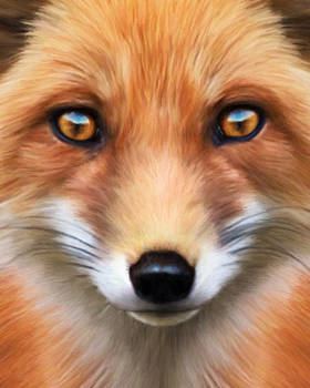 Red Fox