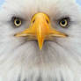 American Eagle