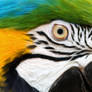 Macaw