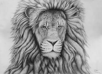 Lion portrait