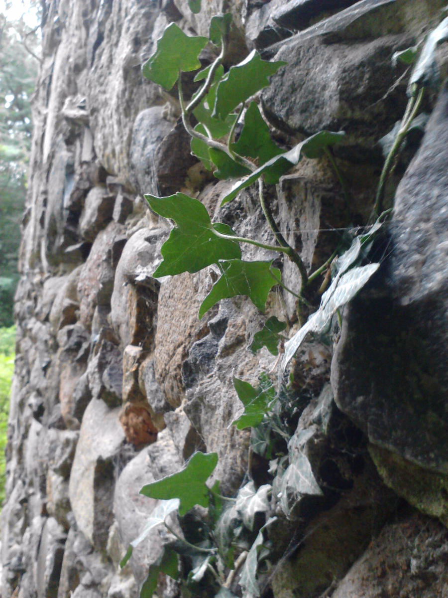 ivy on the castle wall