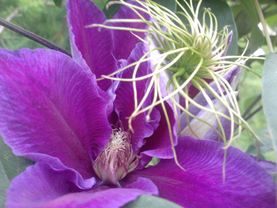 purple flower