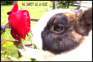 Sweet As A Rose.