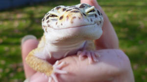 Gecko Smile
