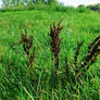 feild plants