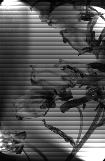 Flowers on blinds