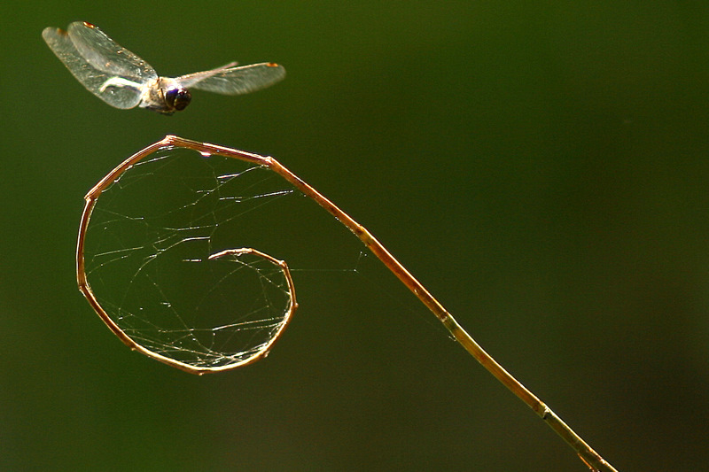 LANDING