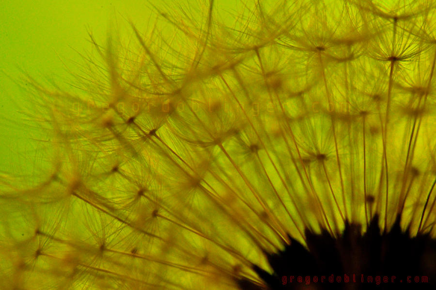 daNdeliOn