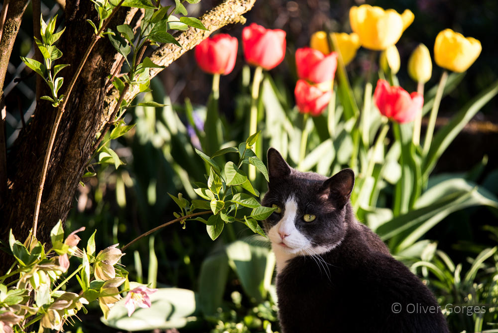 Spring Cat Real Spring cat by Dragonili on DeviantArt