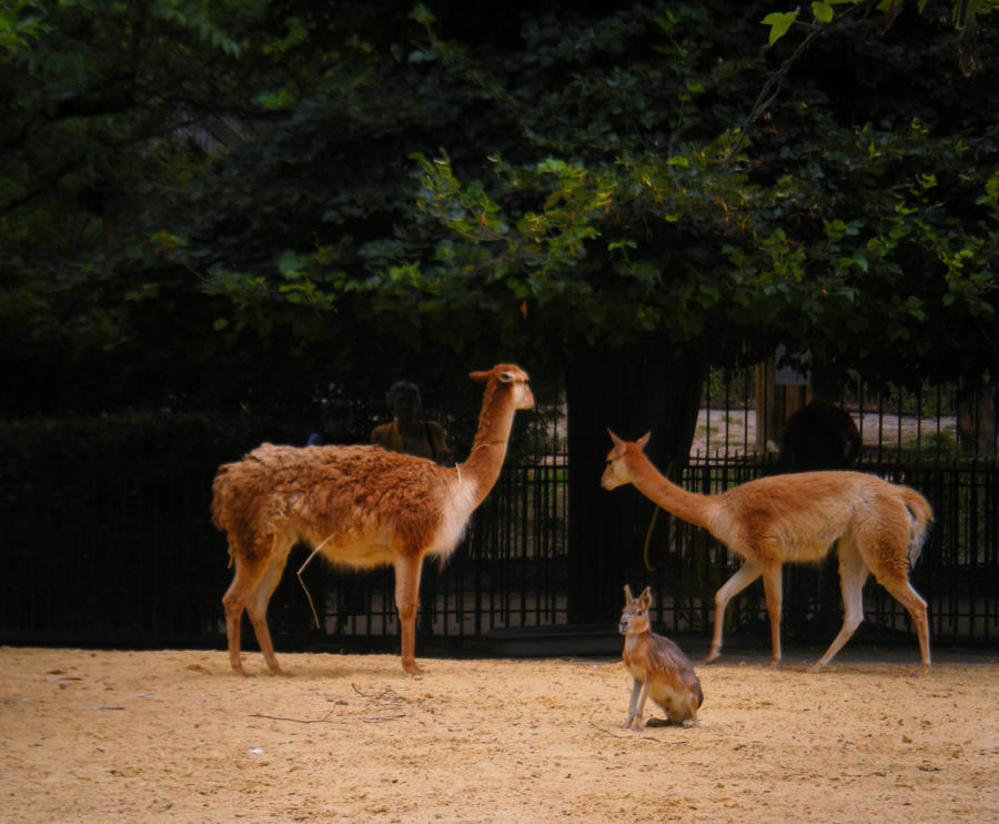 Llamas and mara