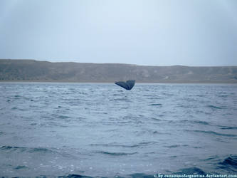 Southern Right Whale - caudal fin