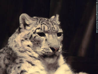 Snow Leopard VI