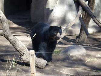 Spectacled bear