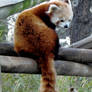 Red panda VII