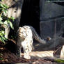 Snow leopard X