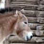 Przewalski's Horse IV