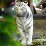 White tiger