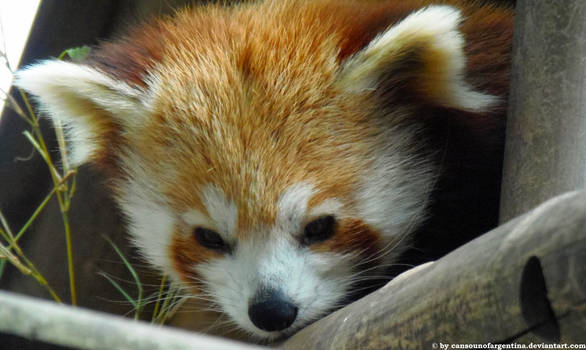 Red panda XI