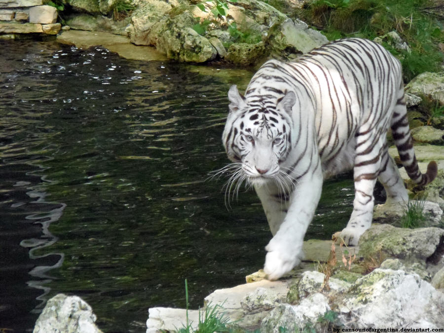 White tiger II