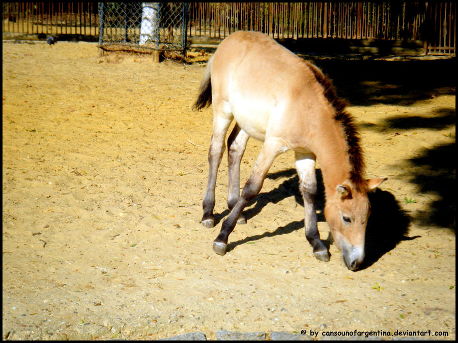 Przewalski's Horse V