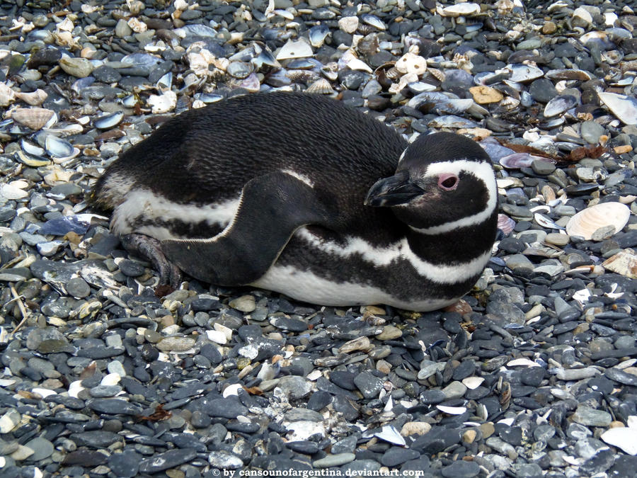 Magellanic penguin 3