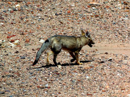 Gray fox 1